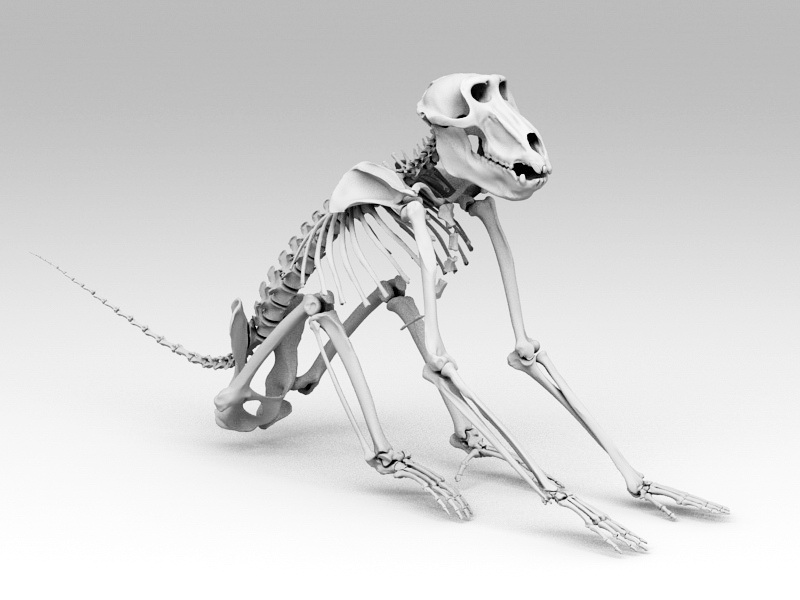 Baboon Skeleton 3d Model Download For Free