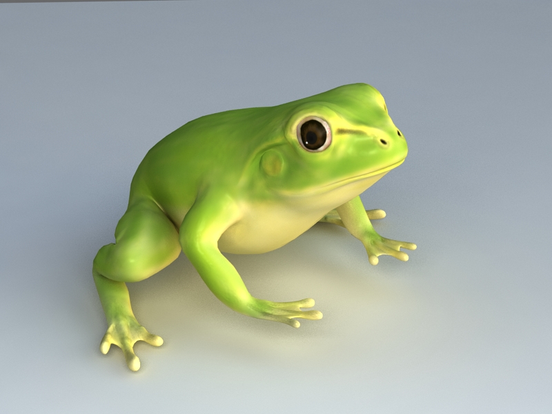 Green Tree Frog 3d Model Download For Free
