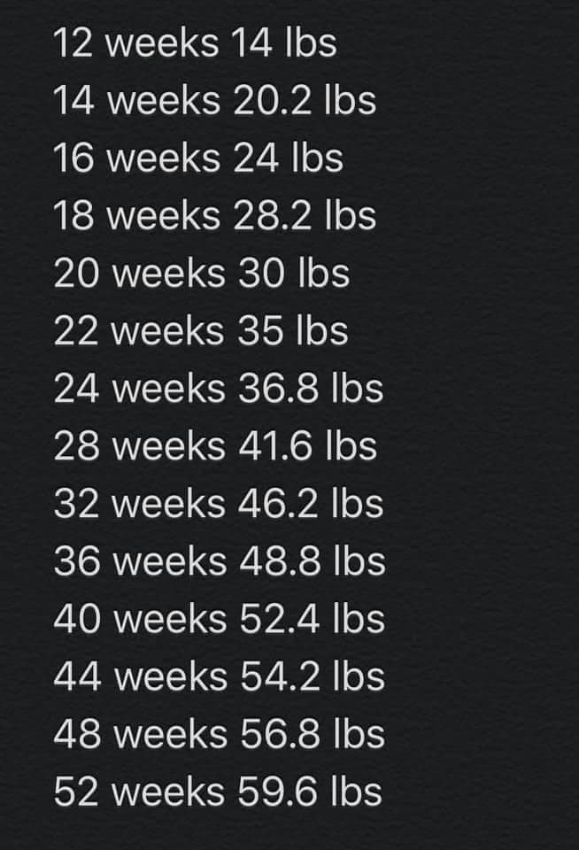 Before we get to topics, however, a note that we are having a lot of fun recording these live on twitter spaces. From Pup To Full Grown Goldendoodle Goldendoodle Growth Pictures