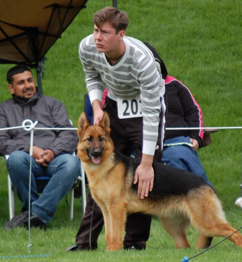 vom dortmunder german shepherds