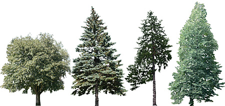 Conifers tend to be evergreen— . Dosch Design Dosch 2d Viz Images Forest Trees