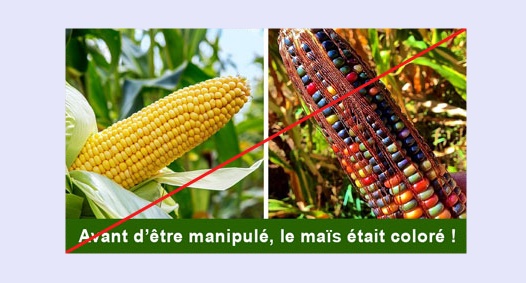 Le maïs multicolore est une invention récente. Explications | Douce  Frugalité™