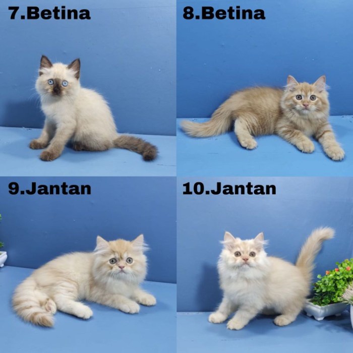 Makanan kucing ragdoll