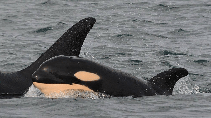 Stellwagen bank is abundant with humpback whales, finback whales, minke whales, dolphins, and other marine life. Whale Cruise Downeaster Vacation Travel Packages To Maine Boston And Nova Scotia