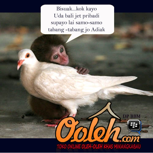 Dp Merpati Lucu | 500_X_500_jpg