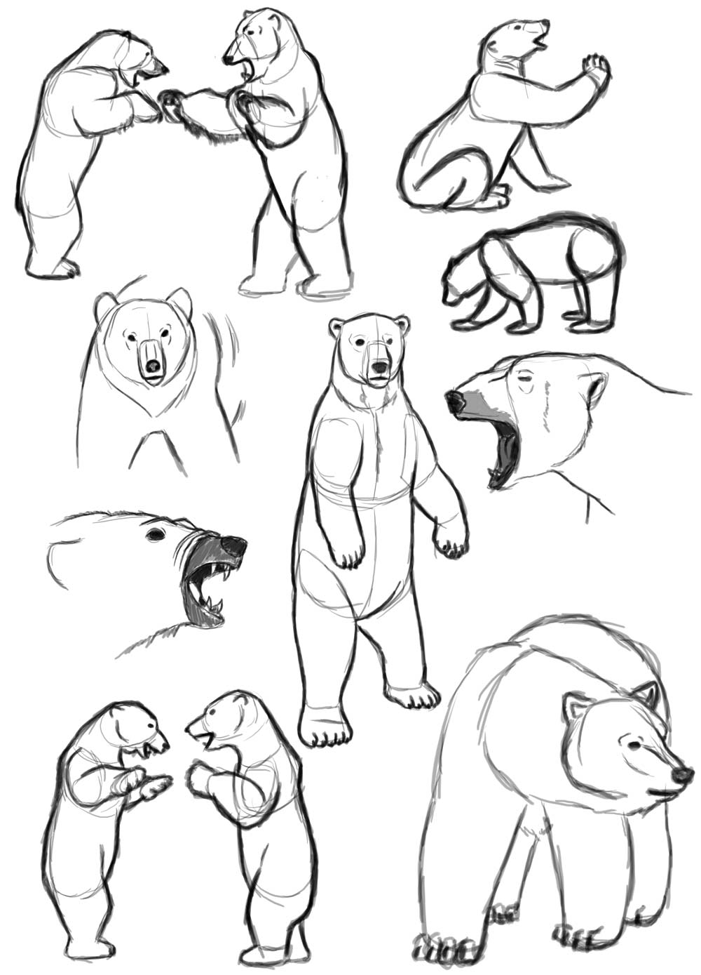 A Bear Drawing - Polar Bear Drawing Reference And Sketches For Artists /