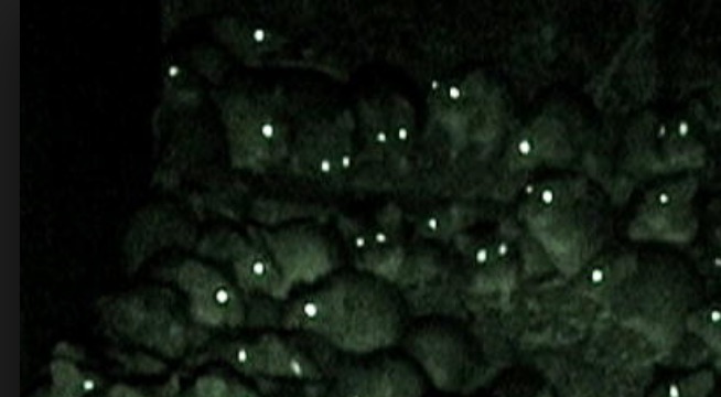 Dream about mice | Welcome to Dreams.com!