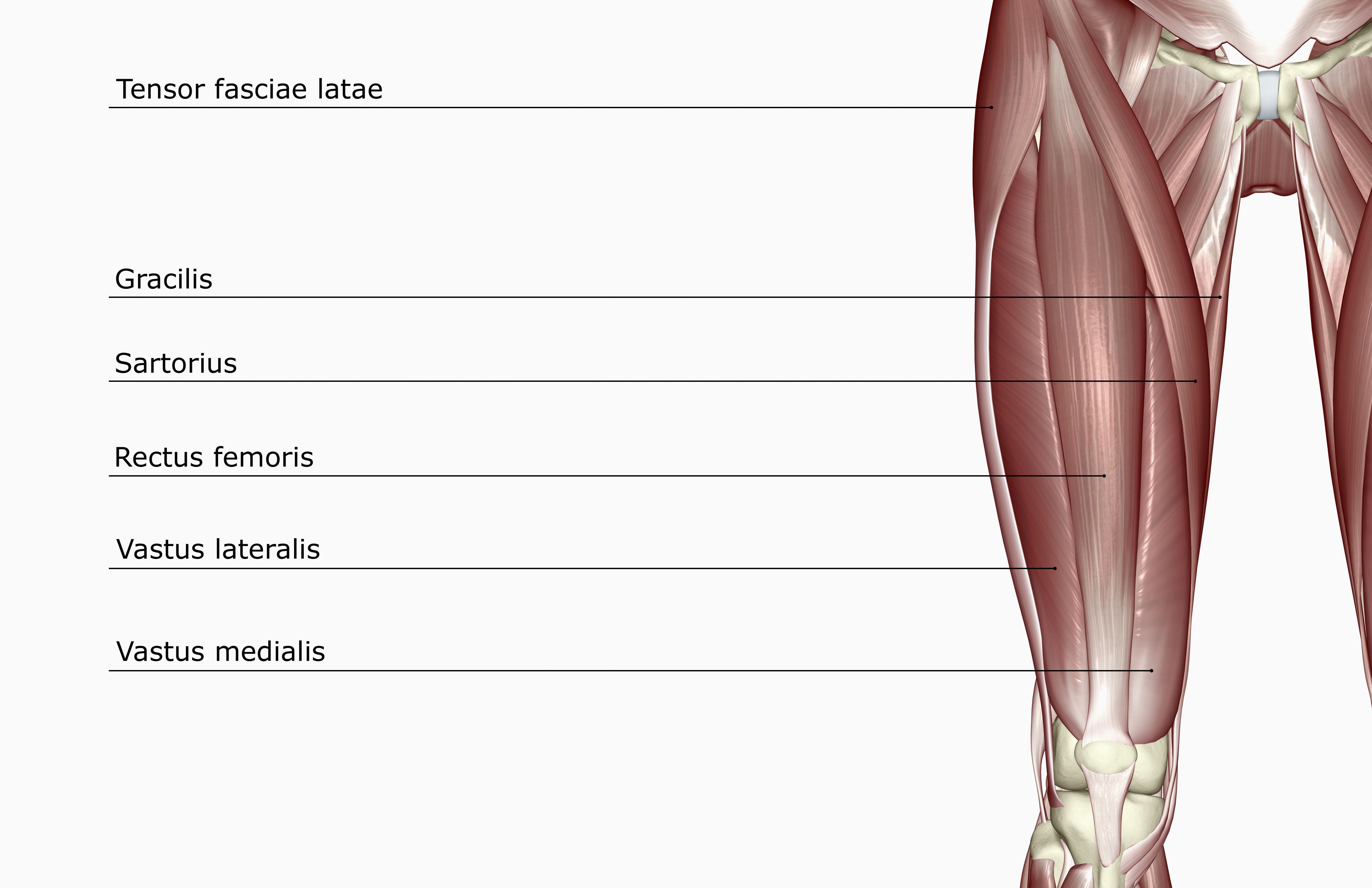 Ligaments are soft tissue structures that connect bones to bones. Fonction du muscle rectus femoris