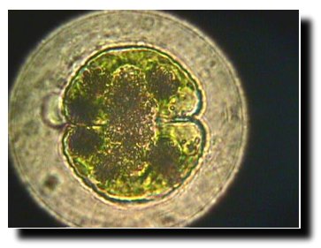 Algae are eukaryotic organisms, which are organisms whose cells contain a nucleus and other structures (organelles) enclosed within membranes. What Is Algae Dr Erik Johnson Veterinarian