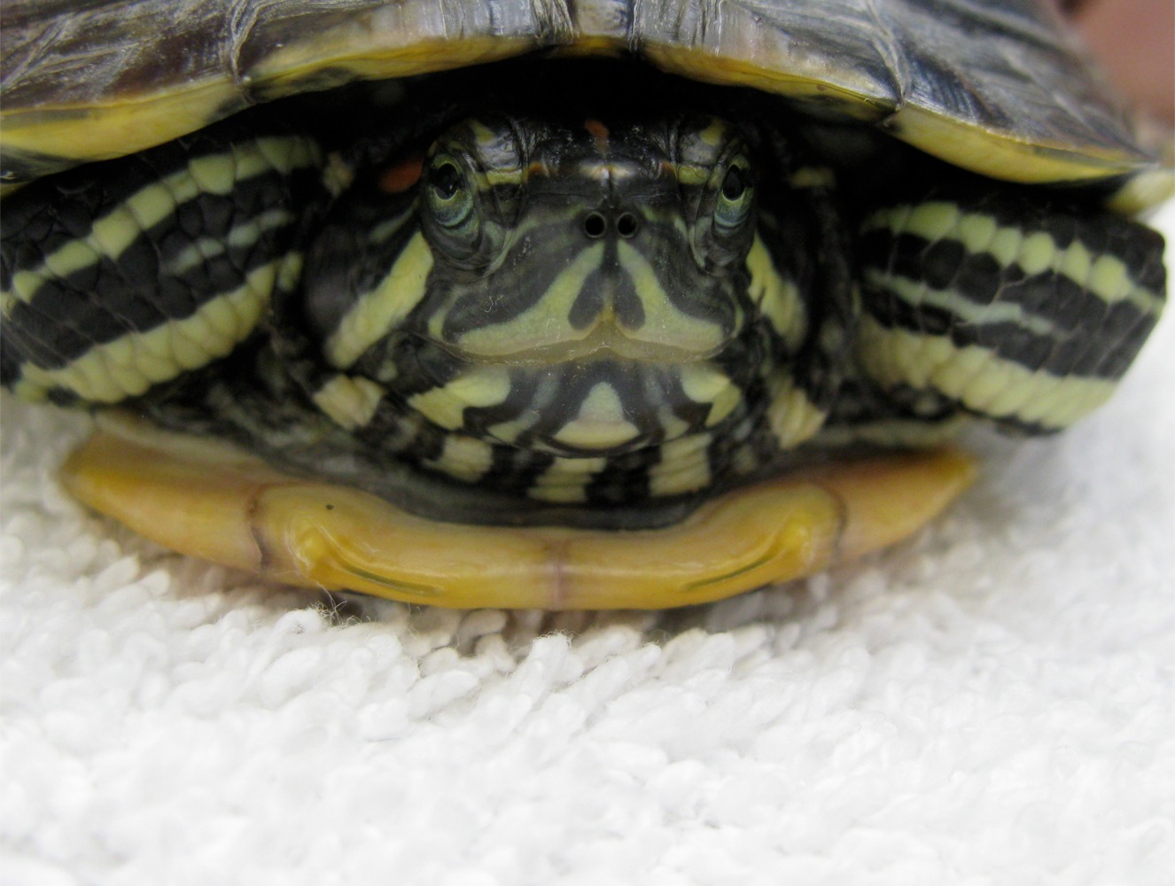 So, which states allow for raccoon domestication? Reptile Feathers Fur And Scales Page 2