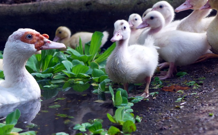 Raising Ducks In Your Backyard Duckduckbro