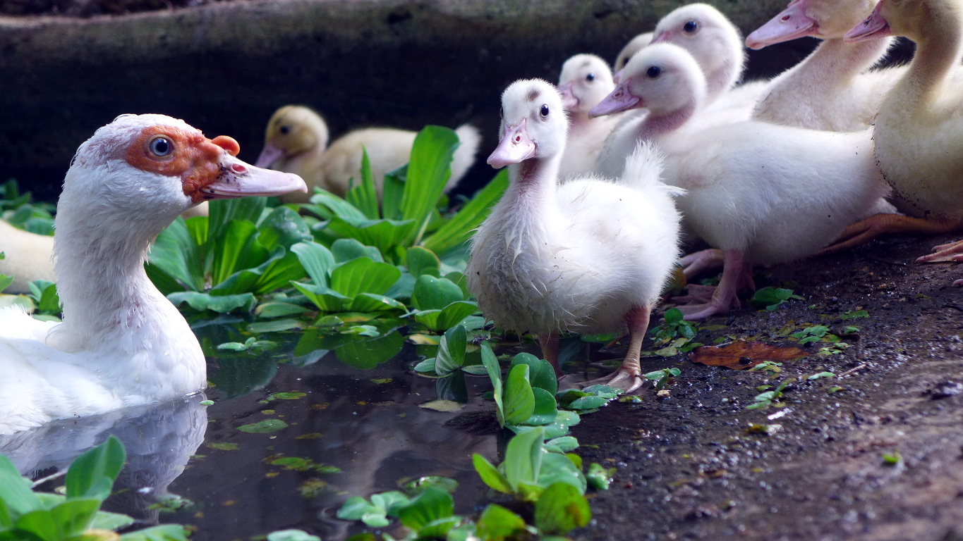 Raising Ducks in Your Backyard Duckduckbro
