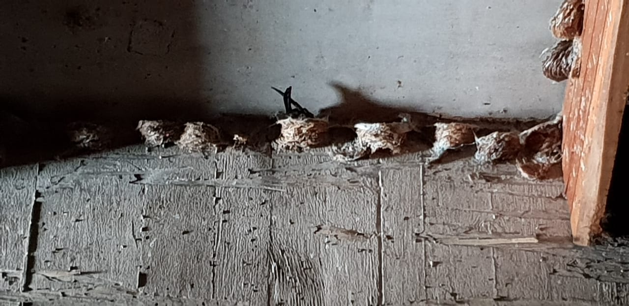 ∙ promo pengguna baru ∙ kurir instan ∙ bebas ongkir . Seriti Sahabat Walet 10 Kemiripan Seriti Dan Walet Dunia Walet