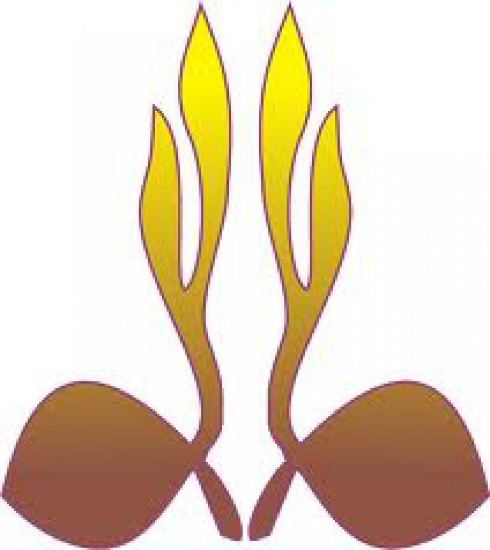 83 Gambar Tunas Kelapa Hd Gambar Pixabay