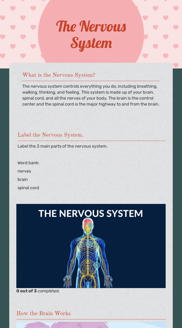 Our nervous systems allow our body to respond to stimuli and coordinate important bodil. The Nervous System Interactive Worksheet By Tifany Quintanilla Wizer Me