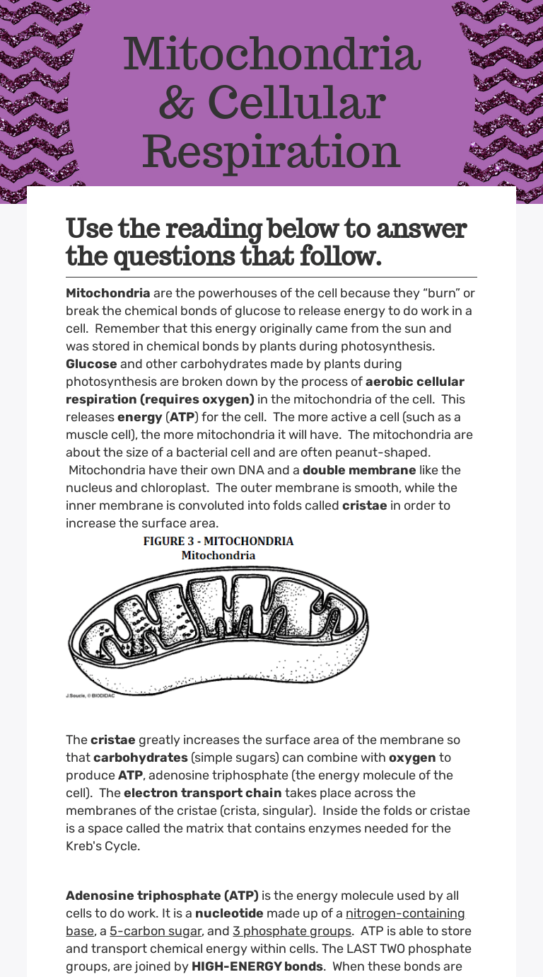Use the reading below to answer the questions that follow. Mitochondria Cellular Respiration Interactive Worksheet By Amanda Niehoff Wizer Me