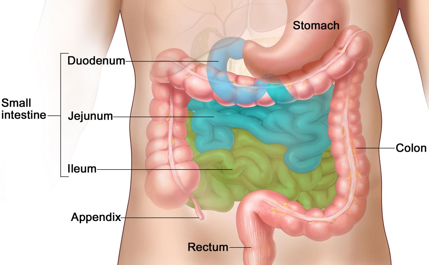 The problem causing the blockage can be inside or outside the intestine. Specific Bacteria In The Small Intestine Are Eurekalert