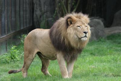 Elio manes in us 3 matches 3 elio manes records available. Lion Mane Linked To Climate Eurekalert