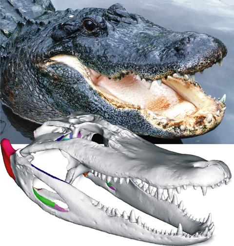 Among the brazilian crocodilian, caiman crocodilus crocodilus is widely distributed, given its adaptation to diverse habitats and their generalist diet. Building A Better Alligator Researchers Deve Eurekalert