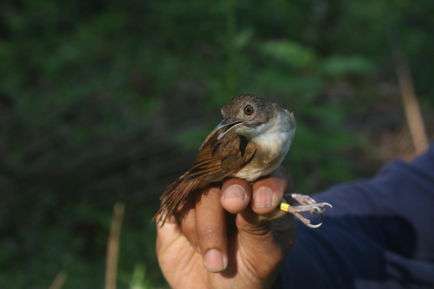Rapidly diversifying birds in Southeast Asia | EurekAlert!