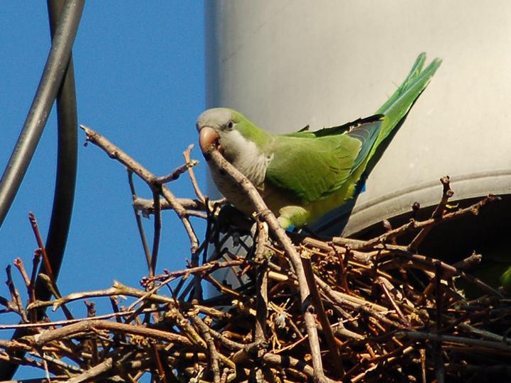 Where do these parrots build their . Tracking An Invasive Bird Eurekalert