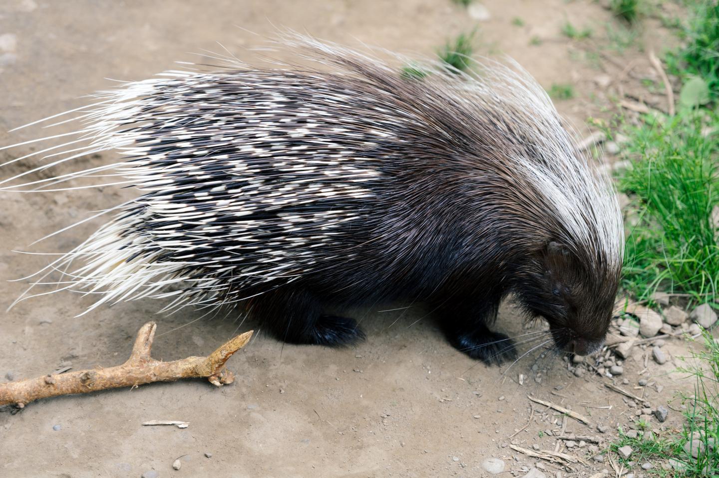 Hier sollte eine beschreibung angezeigt werden, diese seite lässt dies jedoch nicht zu. Porcupine Image Eurekalert Science News Releases