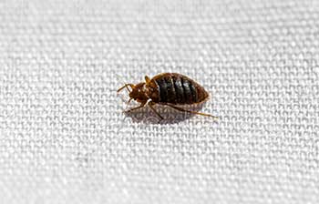 Professional bed bug treatment options from new jersey's bed bug experts. Bed Bug Exterminators Control Removal Eastern Pest Services
