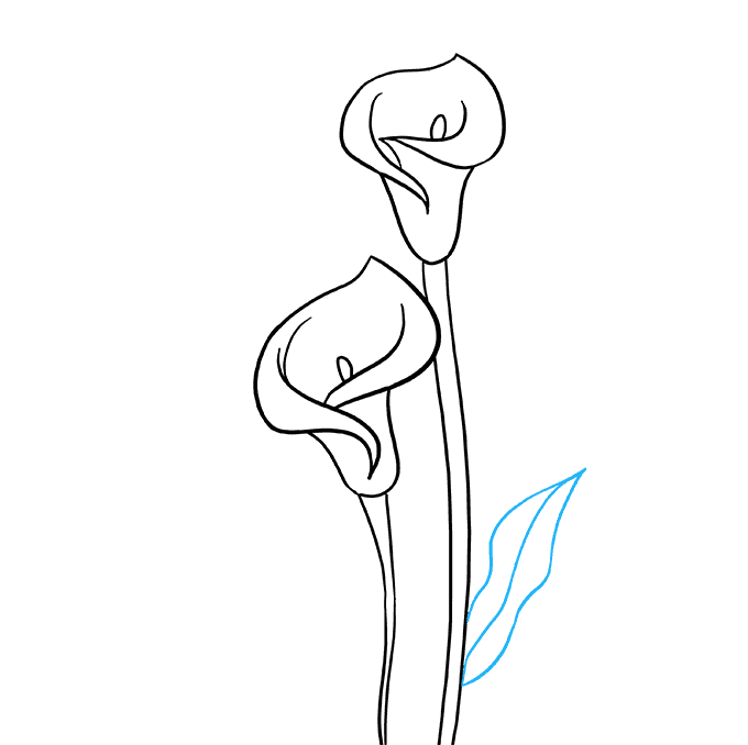 Calla lily & butterfly original pencil drawing. How To Draw A Calla Lily Really Easy Drawing Tutorial