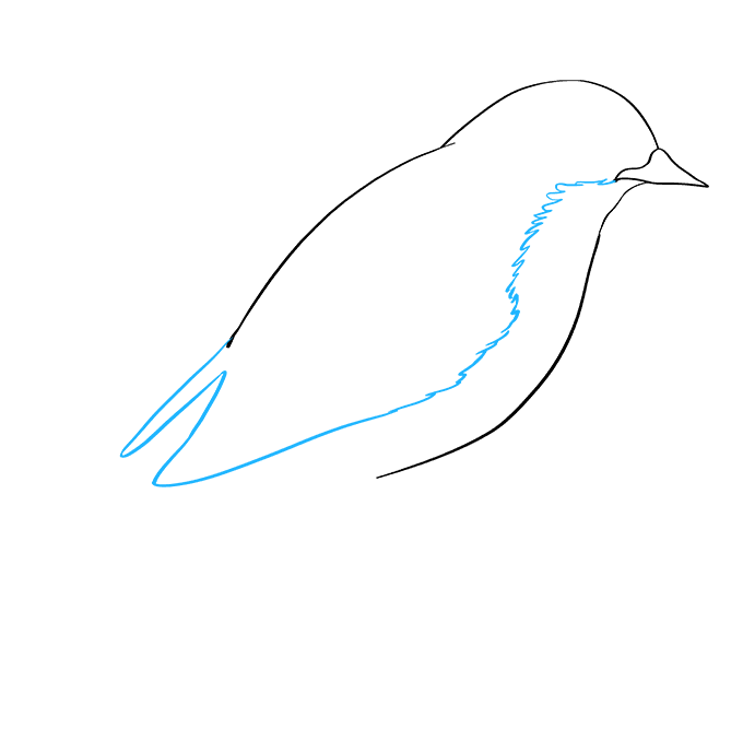 Draw a large dot in the . How To Draw An Eastern Bluebird Really Easy Drawing Tutorial