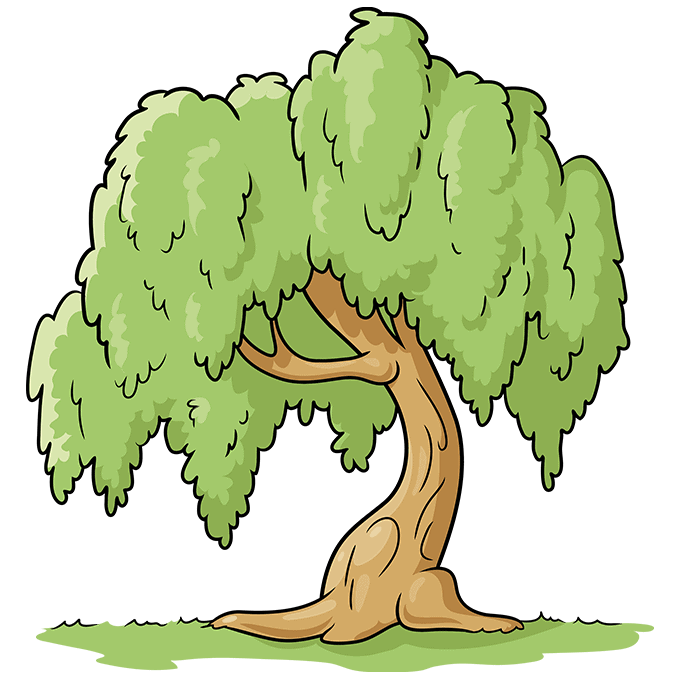 Babylon willow or salix babylonica or peking willow or weeping . How To Draw A Willow Tree Really Easy Drawing Tutorial