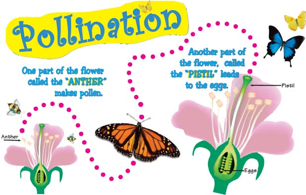 pollinationdiagramjpg