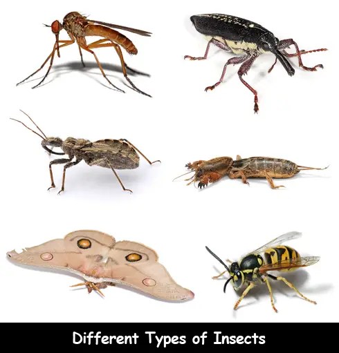 They mostly eat leaves, but also flowers, stems and seeds. Where Do Insects Go in Winter?
