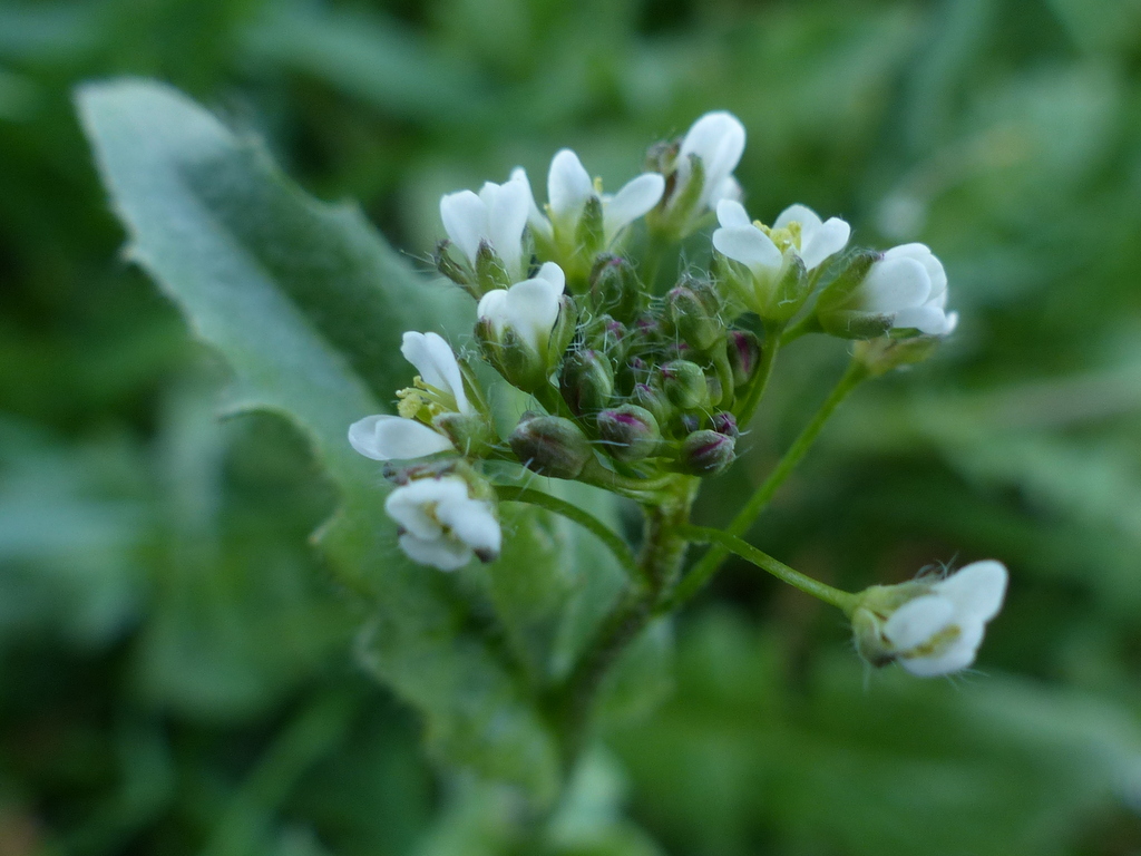 शेफर्ड पर्स (shepherd's purse) लक्षण : Capsella Bursa Pastoris The Shepherd S Purse Easy Wildflowers