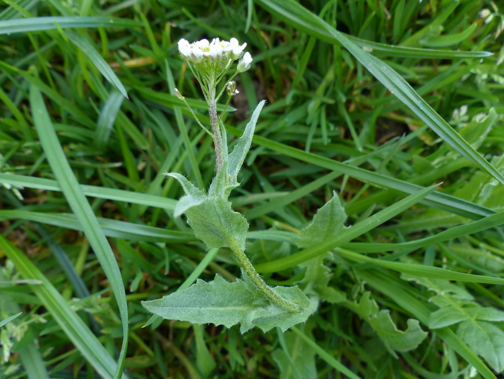 Shepherd's purse grows in gardens, fields, waste grounds, and embankments with soils that are not too dry and that provide enough sunshine. Capsella Bursa Pastoris The Shepherd S Purse Easy Wildflowers