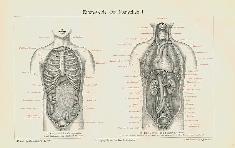 Diese definition gilt sowohl für die organe des menschlichen körpers, als auch für tierische. Eingeweide Mensch Organe Darm Magen Originale 100 J Mxz