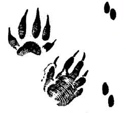 Следы ежа картинки