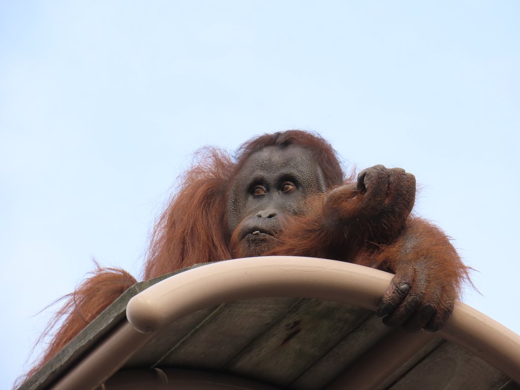 元気なカバにオラウータンの空中散歩が見れたよ！旭山動物園って最高