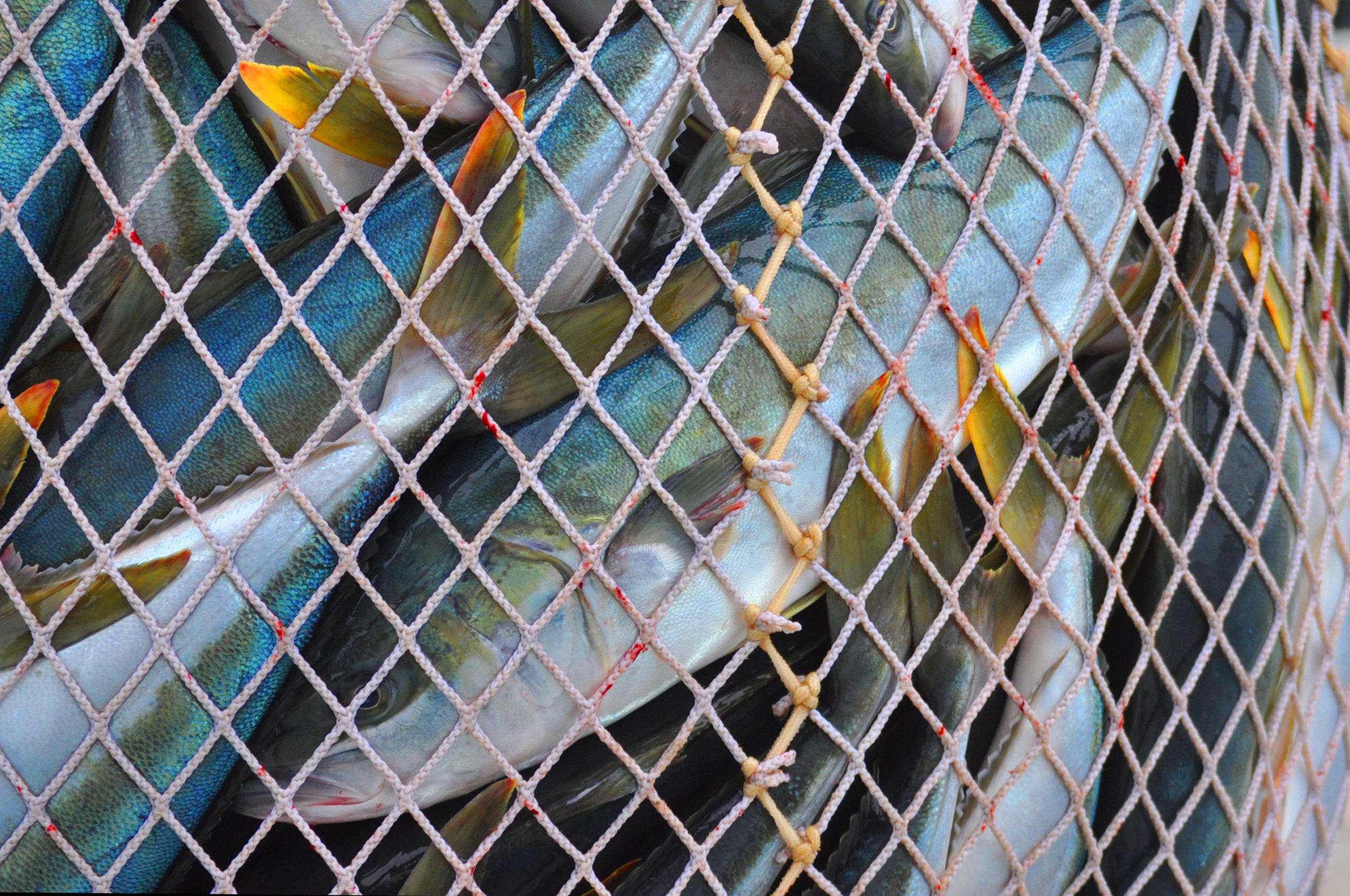 Close up of many fish caught in a net ECOS