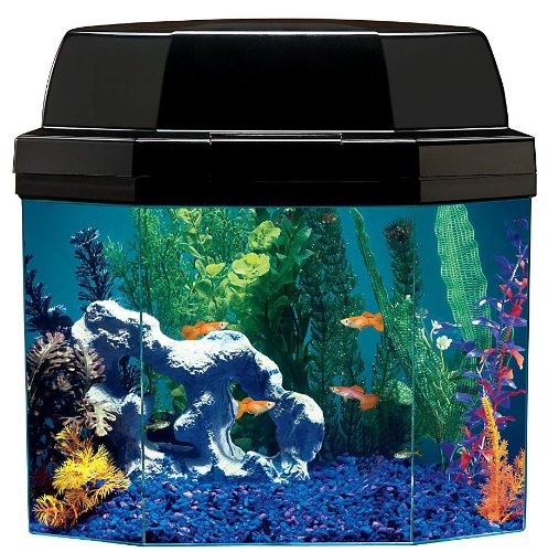 Hier sollte eine beschreibung angezeigt werden, diese seite lässt dies jedoch nicht zu. Best Fish Tank Aquariums for Home 2015
