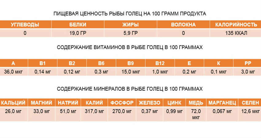 Голец. Рыба голец – достойный представитель семейства лососевых Все о рыбе голец