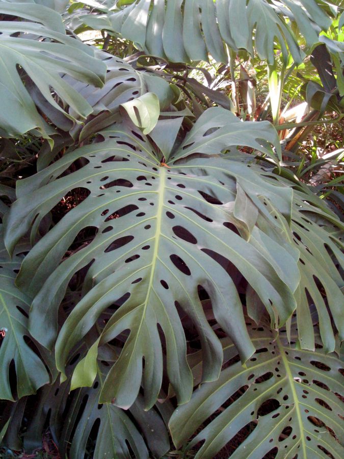 "Indoor Plants" Growing Wild in Maui Eden Makers Blog by