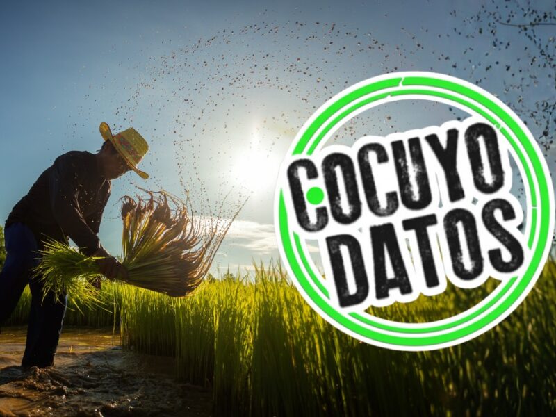 Cocuyo Datos agricultura