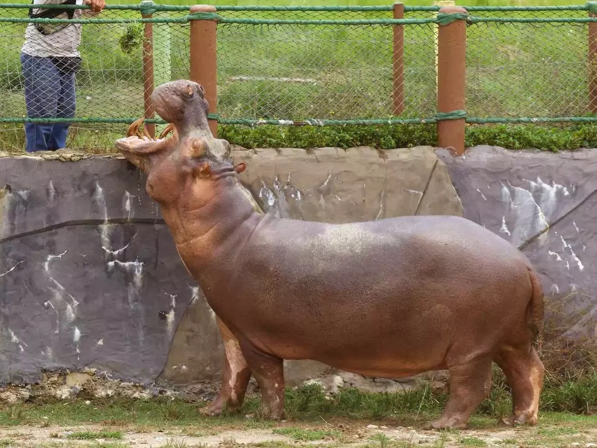 ¿Por qué Colombia decidió el sacrificio de más de 80 hipopótamos?