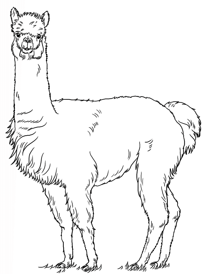 Each printable highlights a word that starts. Free Printable Alpacas Coloring Pages Elimu Centre