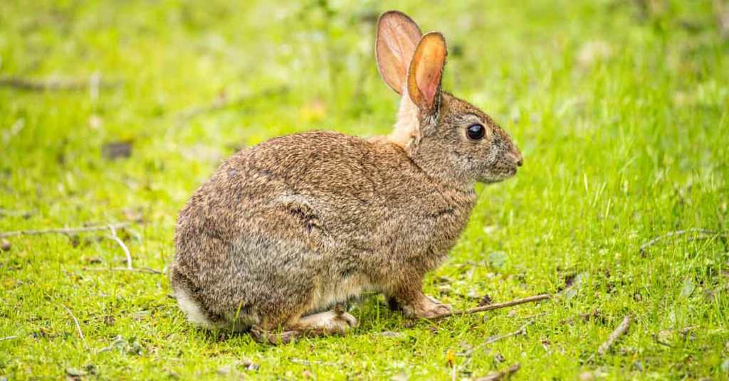 RabbitHuntingTipsFeatured