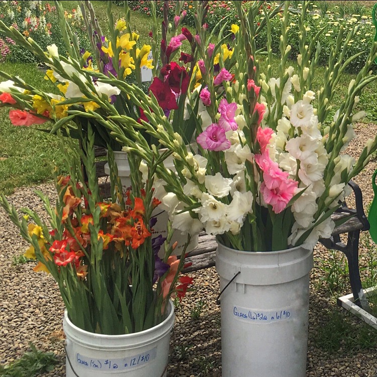 Cut Flowers