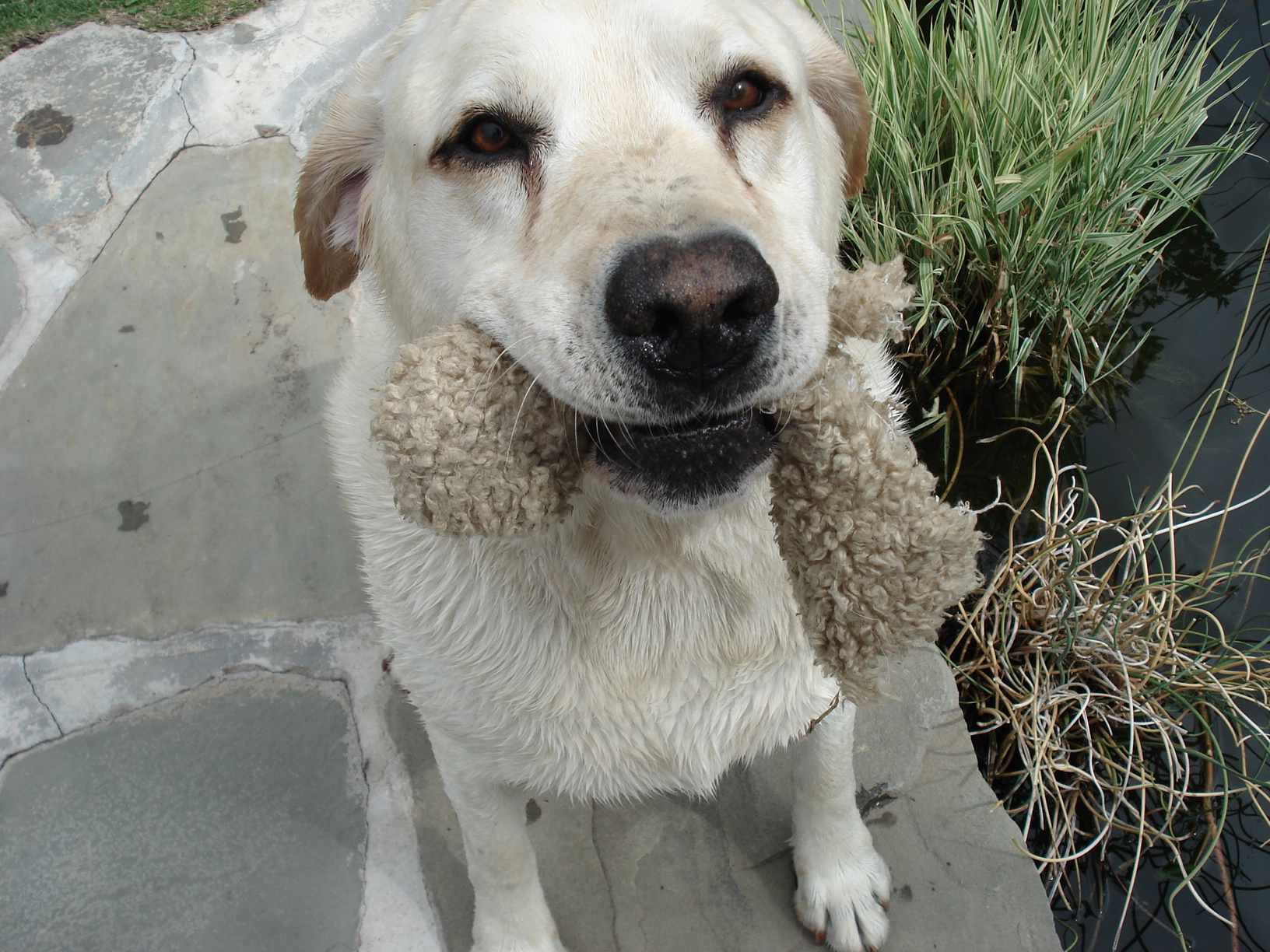 literally, the dog days of summer Embracing SPIRIT