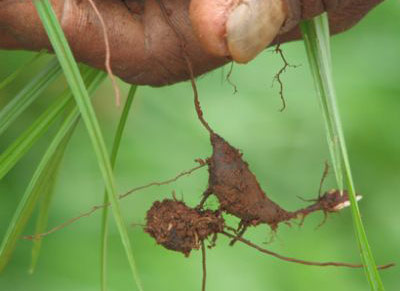 Rumput teki tanaman pengganggu yang berkhasiat obat greeners co. Rumput Teki Catfish Fabrication