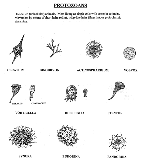 Protozoa | Catfish Fabrication