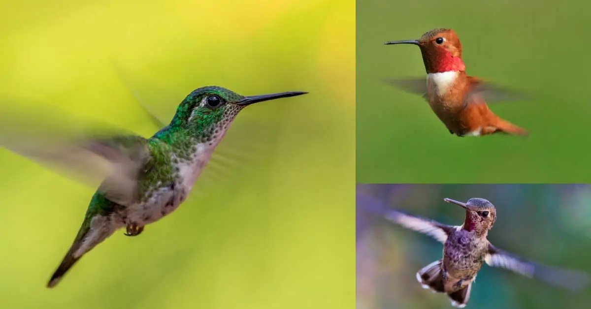2023 Fall Hummingbird Migration (Canada & United States) | Empress of Dirt